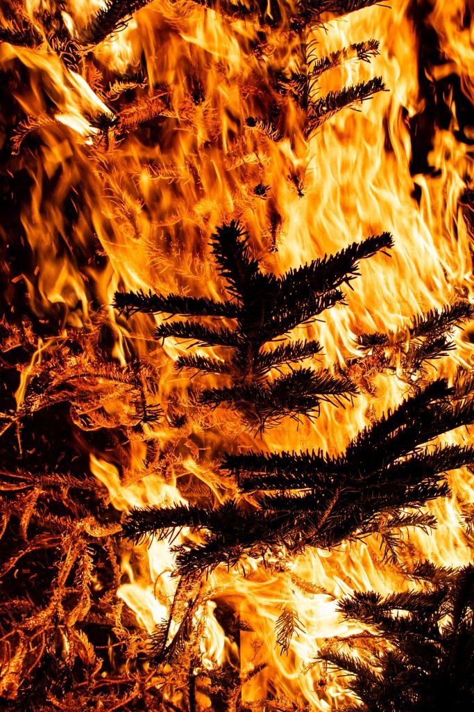 Knutfest Weihnachtsbaum verbrennen